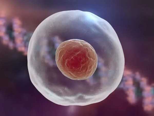 两次试管胚胎全部不卵裂换什么方案补救好？